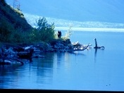 Black bear on L.Kathleen.jpg