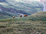 Grizzly sow & cubs 1.jpg