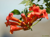 Trumpet Creeper Vine in my Backyard