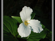 Trillium