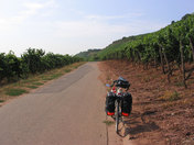 2003-08-28 In the Vinyards on the Rhine.jpg