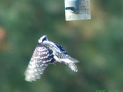 This the woodpecker that fell off my feeder in a gust of wind