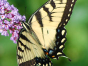 My Swallowtail