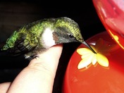 HummingBird Bright Colors