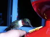 Humming Bird Hand