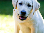 The Majestic Annabel!