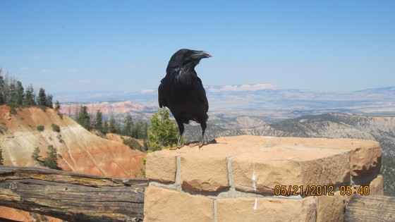 Bryce National Park