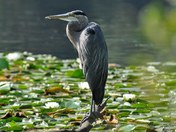 Morning Contemplation