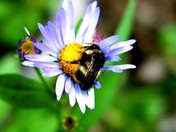 Nature in Harmony.jpg