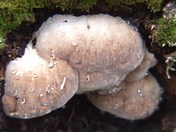 Alien Mushroom in Wateron National Park