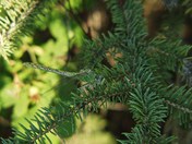 This is a closeup of a well camouflaged dragonfly in FishCreek Park Calgary,Albe