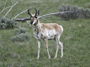Yellowstone National Park