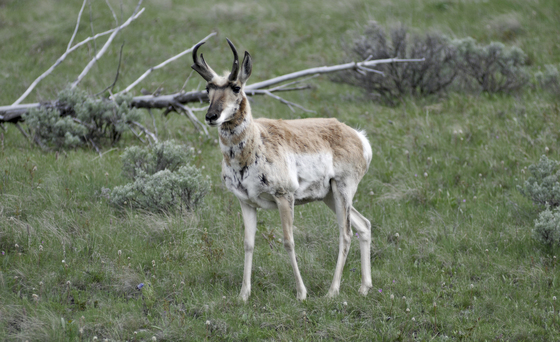 Yellowstone National Park