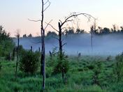 Morning Mist - Elk Island National Park