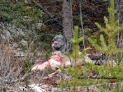 Bow Valley Wolf Pack on a deer kill