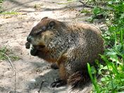 Hungry Groundhog