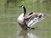 Canadian Goose