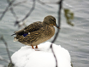 Miserable Mallard