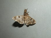 Hunter and the hunted