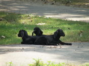 The three musketeers