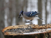 IMG_98811.jpg