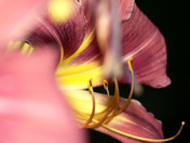 Daylily