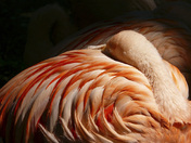 CG Photo Essay ~ Alberta ~ Calgary Zoo 