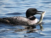 Fishing Loon