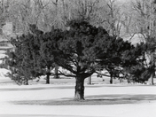 Au cimetiÃ¤re, mon arbre