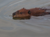 Beaver