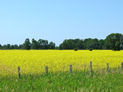 Golden Fields of Manitoulin Island