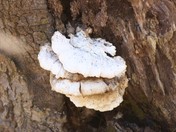 mushroom - riverwood.jpg