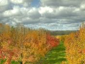 Apple Orchard in Berwick NS