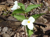Trillium Friends @ Awenda
