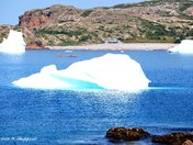 Some of the icebergs in Twillingate