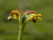 What Kind of Flower?