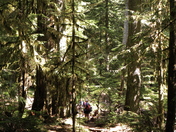 Hiking in the Cool Old Growth Forest