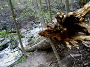 AN OLD TREE FINALLY COMES TO REST