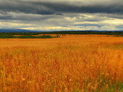 Chilcotin gasslands.jpg