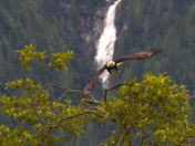 free spirit1 small.jpg