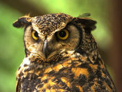 great horned owl1.jpg