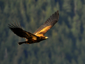 golden eagle in flight