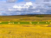 farmers field in the chilcotin.jpg