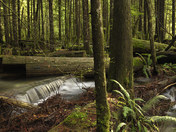 rain forest small.jpg