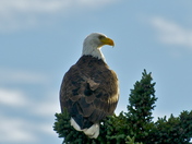Eagle Watch
