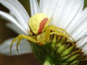 Goldenrod Spider