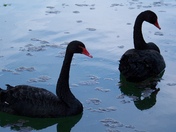 black swans