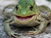 'Burping' Frog