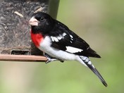 Bird watching:  Rose-breasted grosbeak