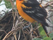 Bird watching - Baltimore Oriole